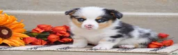 Welsh Corgi Pembroke dogs for sale: Tiger - Ad 2