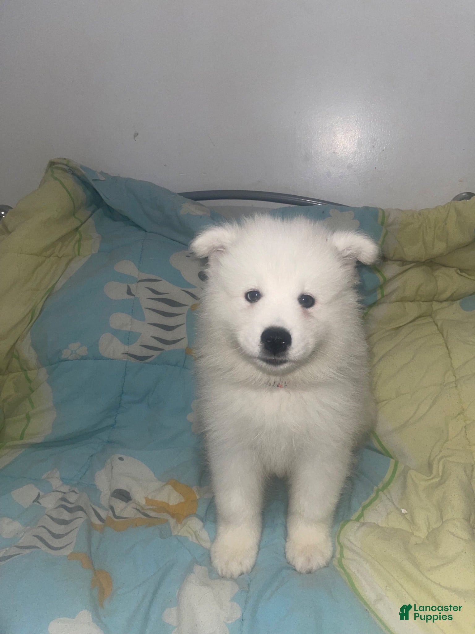 Samoyed dogs Samoyed 3 orange - Ad 18