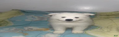 Samoyed 3 orange