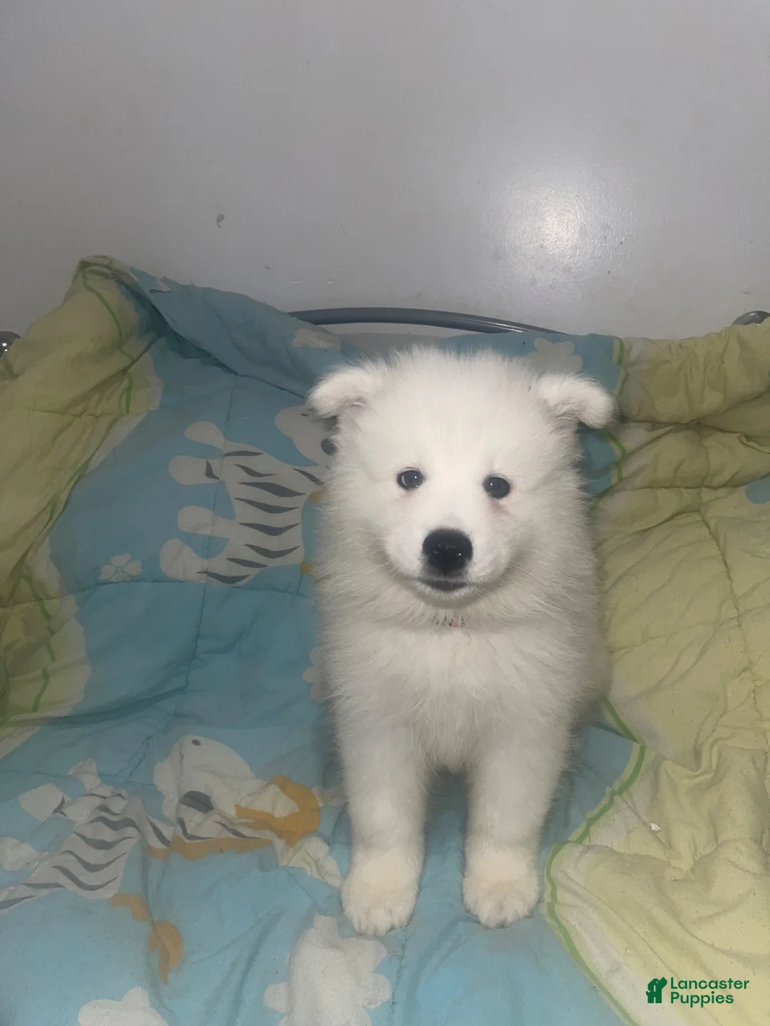Samoyed dogs for sale: Samoyed 3 orange - Ad 1