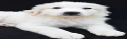 Great Pyrenees dogs for sale: Mary - Ad 7