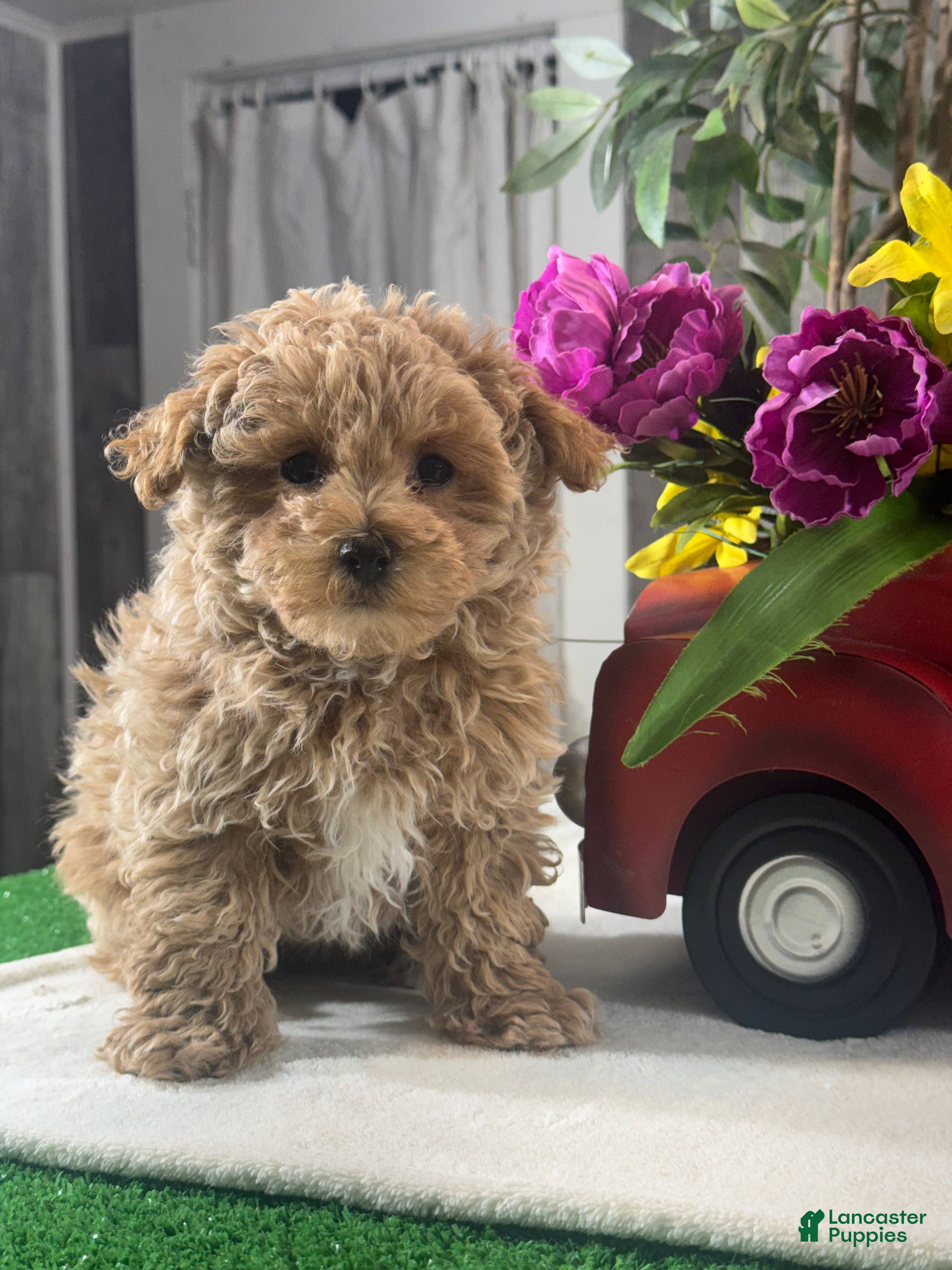 Maltipoo dogs McKenna - Ad 1