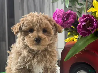 Maltipoo dogs McKenna - Ad 11