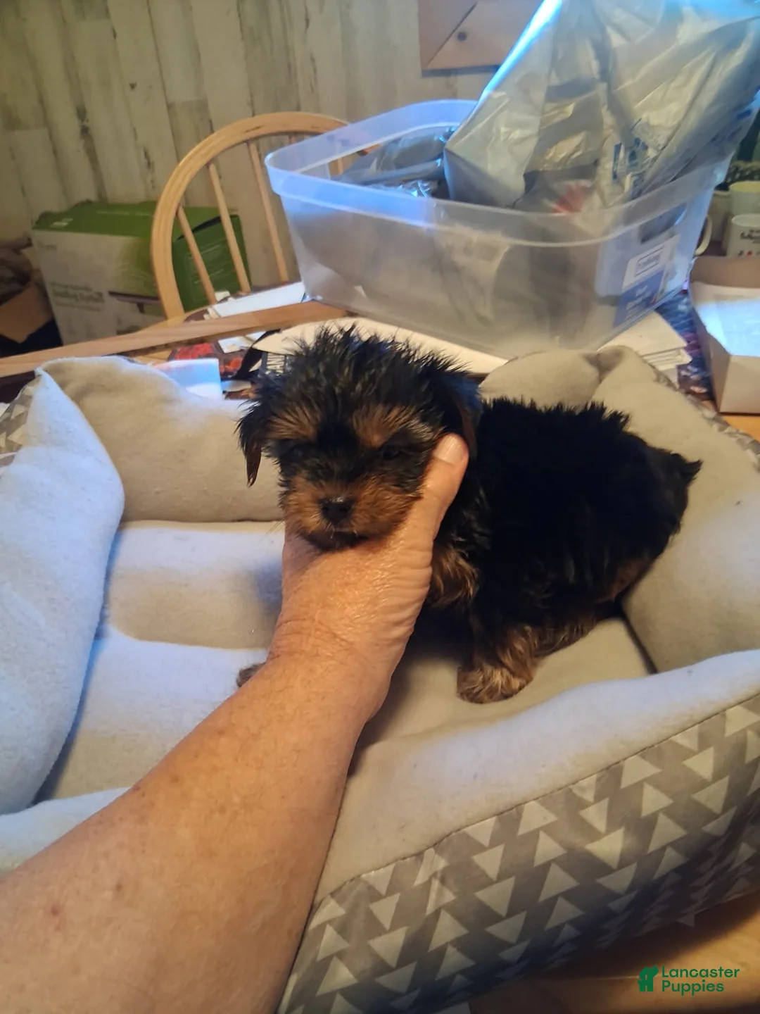 Yorkshire Terrier dogs for sale: Elvis - Ad 3