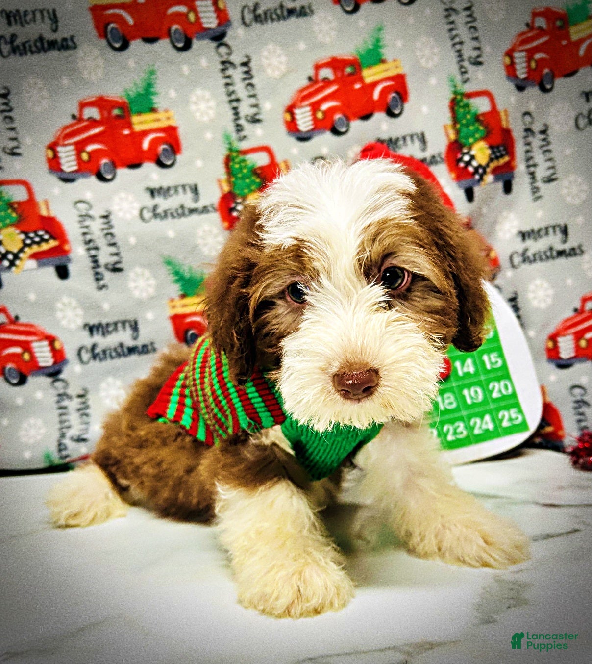 Havapoo dogs Valentino - Ad 8