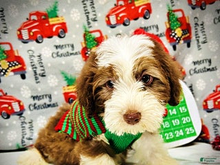 Havapoo dogs Valentino - Ad 18