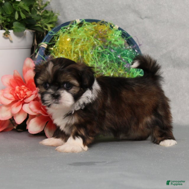 Shih Tzu dogs Jazz - Ad 2