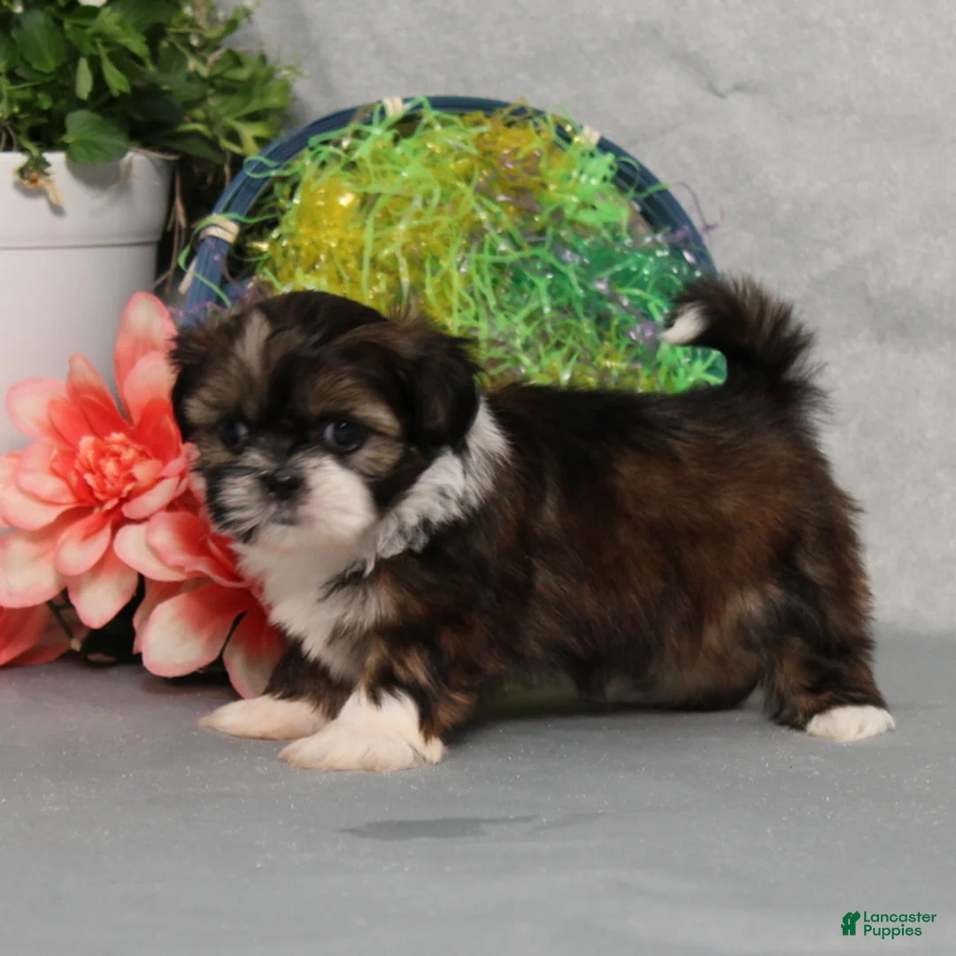 Shih Tzu dogs for sale: Jazz - Ad 2