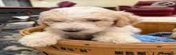 Aussiedoodle dogs for sale: Kira - Ad 2