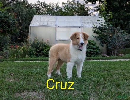 Collie dogs Cruz - Ad 1
