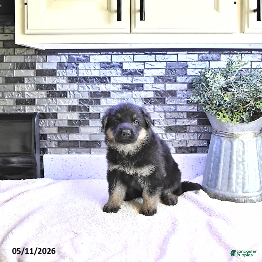 German Shepherd dogs for sale: Clover - Ad 1