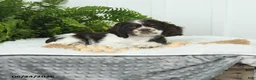 English Cocker Spaniel dogs for sale: Sarge - Ad 3