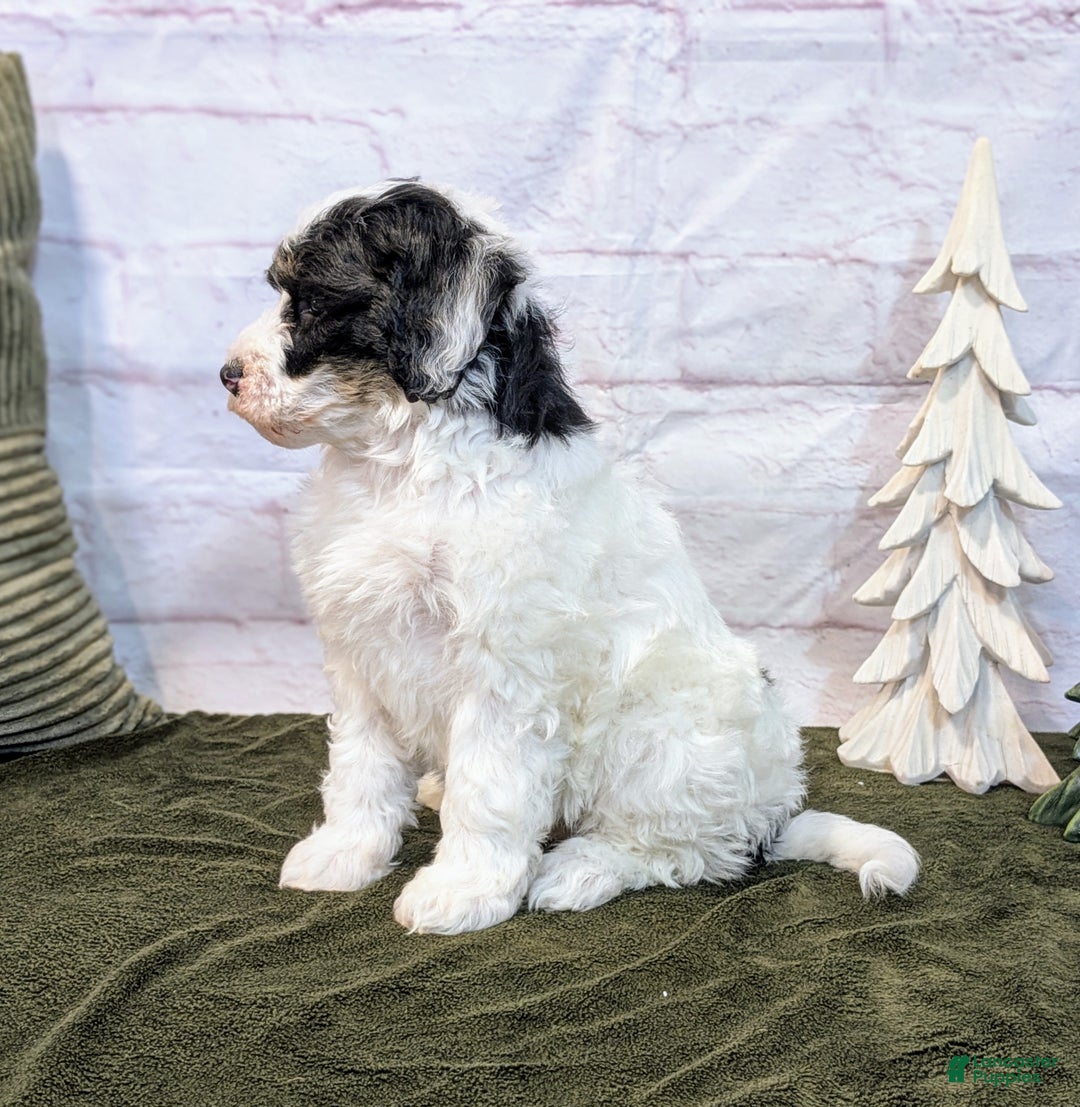 Mini Bernedoodle dogs for sale: Avory - Ad 6