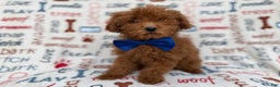 Miniature Poodle dogs for sale: Lego - Ad 1