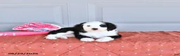 Mixed Breed dogs for sale: Glory - Ad 3