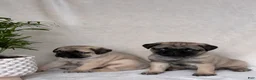 Pug dogs for sale: Holly - Ad 8