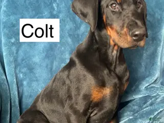 Doberman Pinscher dogs Colt - Ad 7