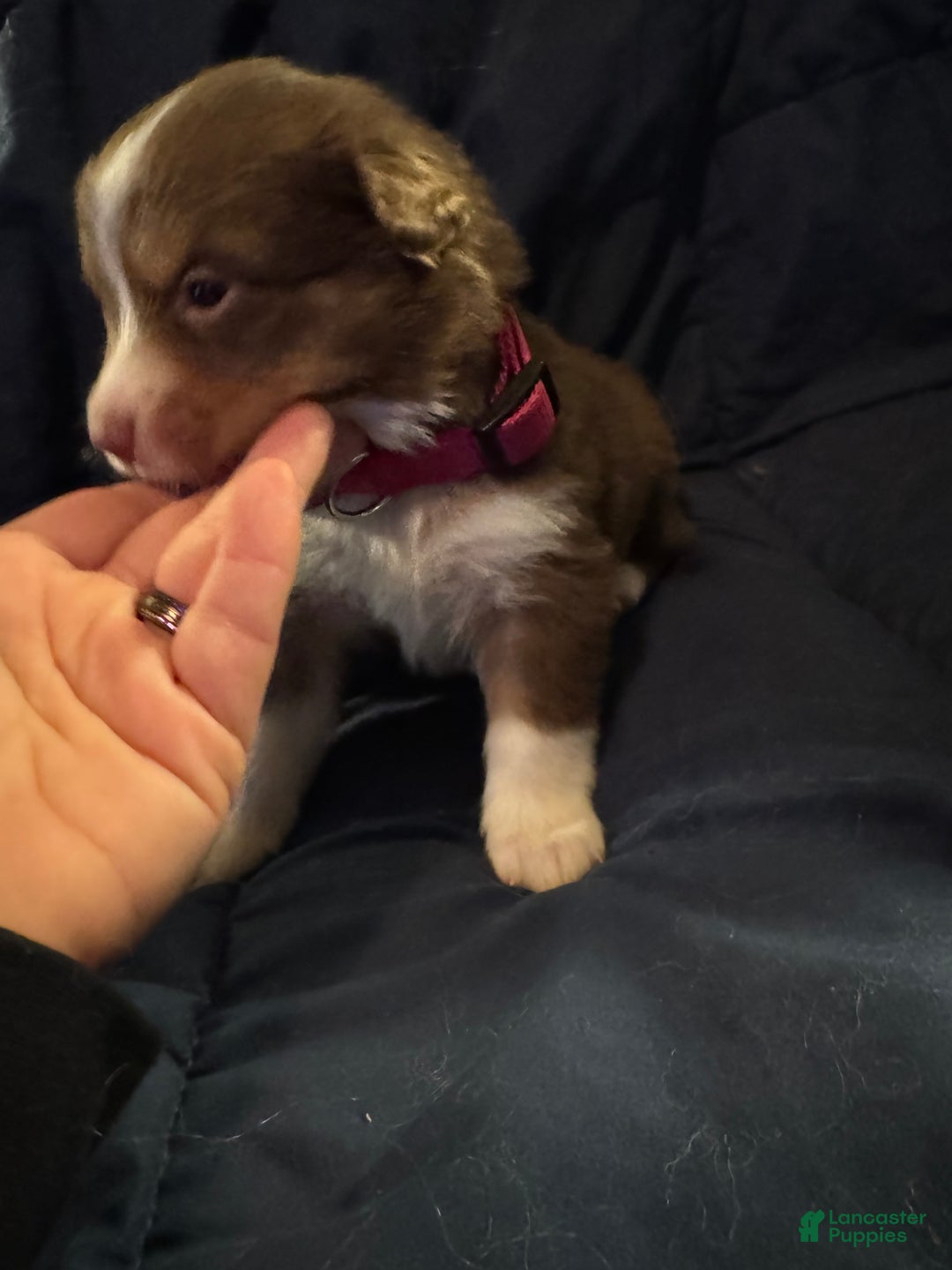 Australian Shepherd dogs for sale: Australian Shepherd Puppy 4 - Ad 5