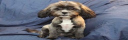 Shihpoo dogs for sale: Victoria - Ad 6