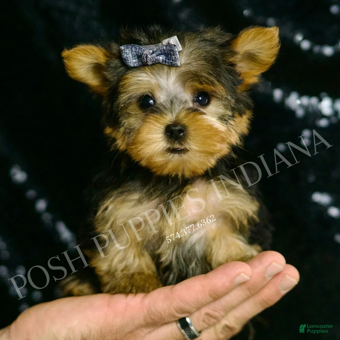 Yorkshire Terrier dogs for sale: Nemo AKC MALE - Ad 1
