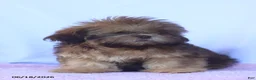 Shih Tzu dogs for sale: Natasha - Ad 5
