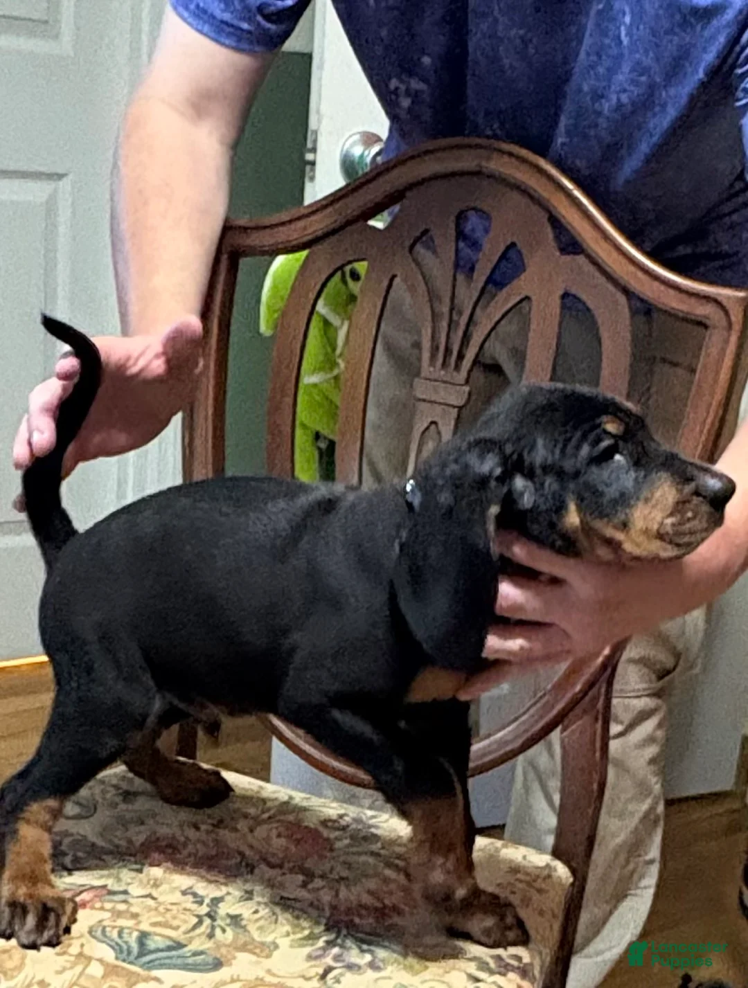 Black And Tan Coonhound dogs for sale: Boy 2 - Ad 1