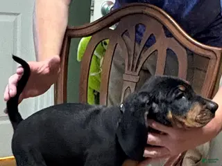 Black And Tan Coonhound dogs Boy 2 - Ad 23