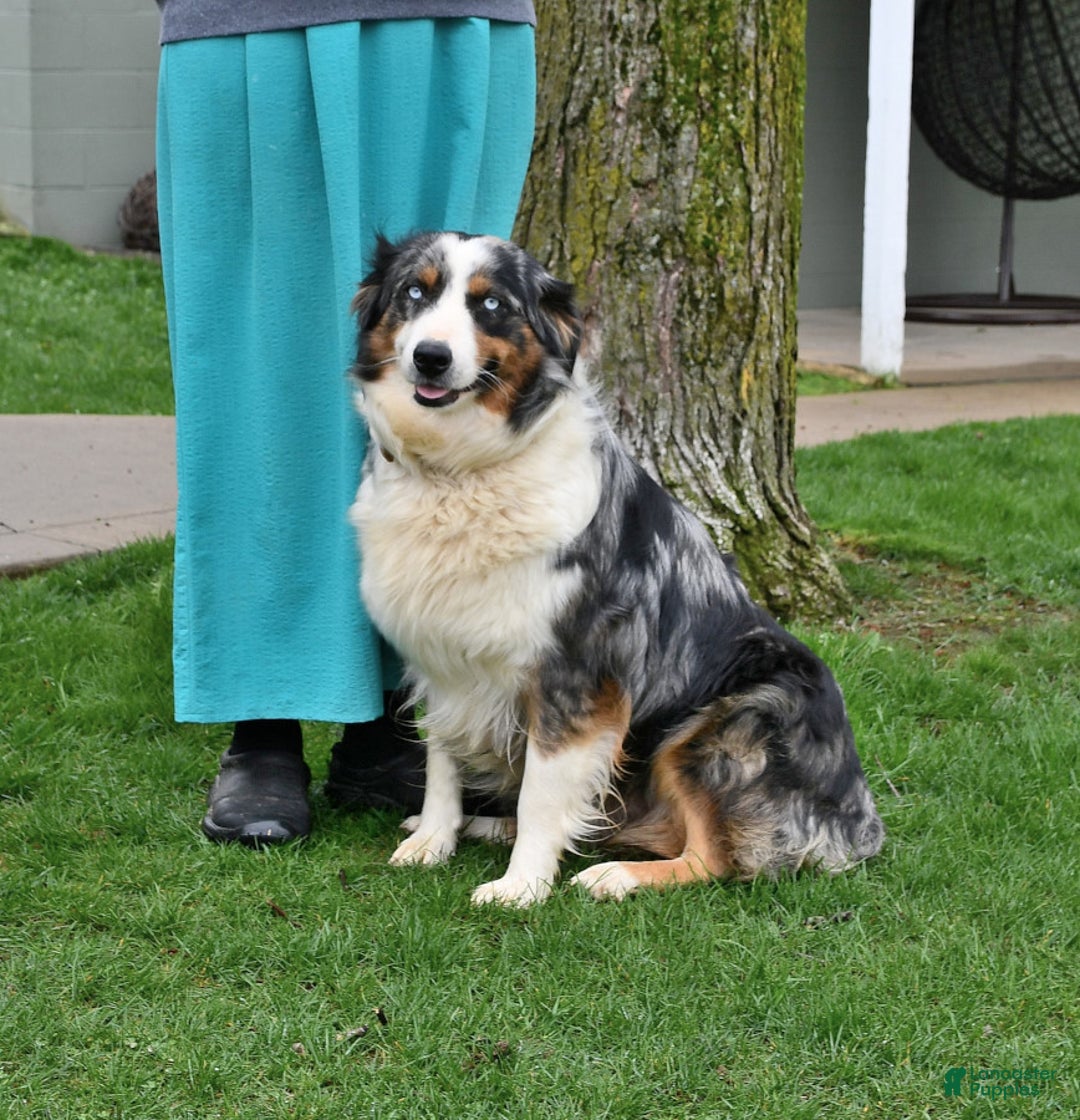 Australian Shepherd dogs for sale: Dusty - Ad 11