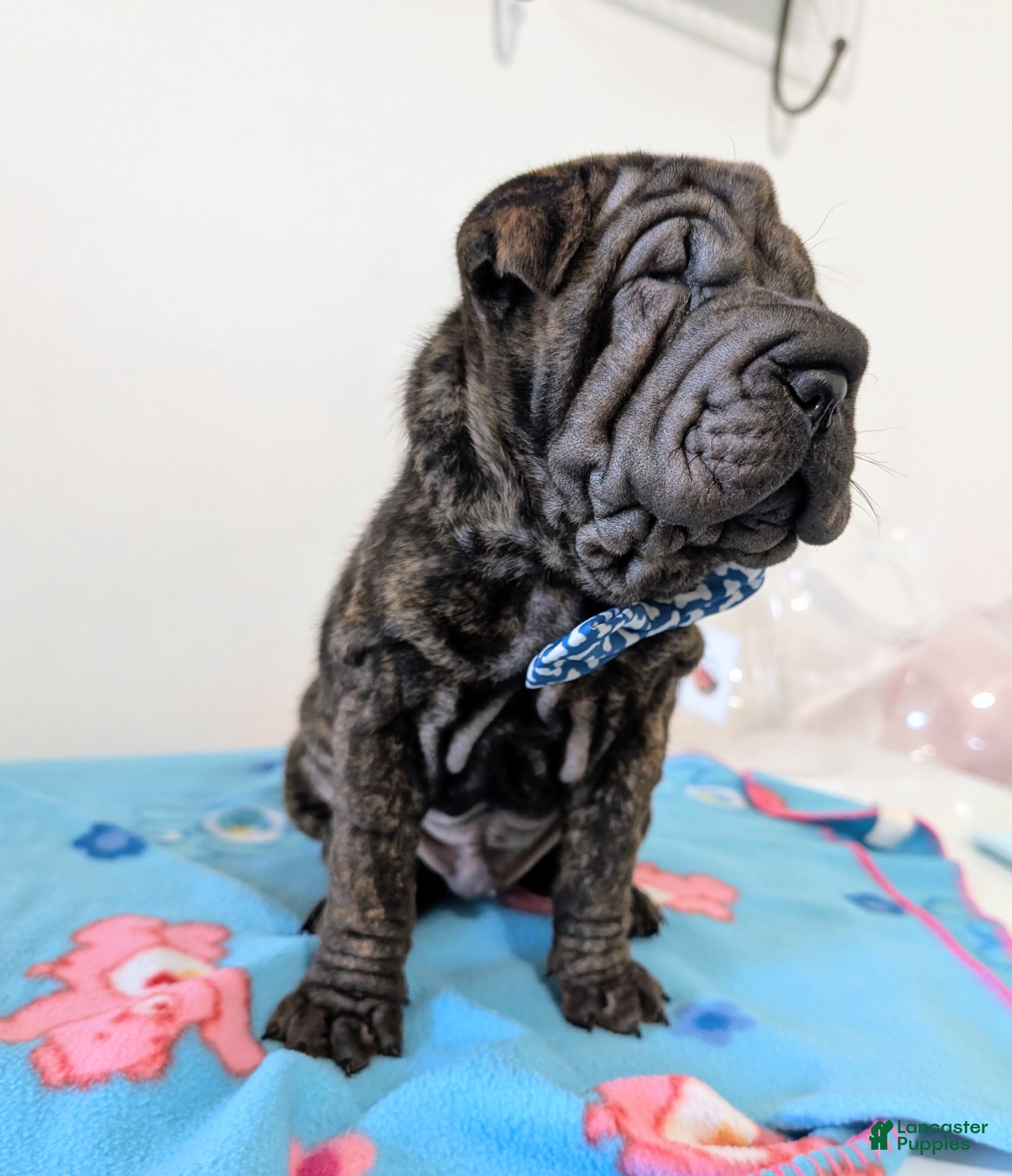 Mixed Breed dogs  Puppy 6 - Ad 1