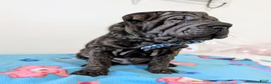  Puppy 6
