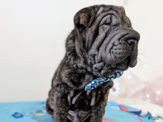 Mixed Breed dogs for sale: Puppy 6 - Ad 1