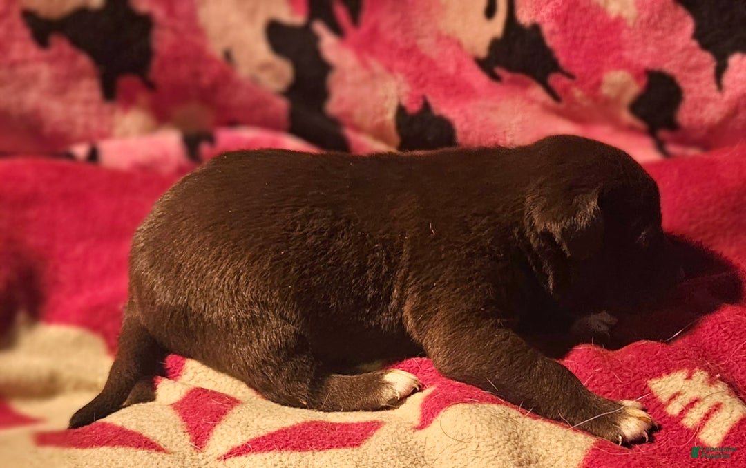 Border Collie dogs for sale: Hook - Ad 8