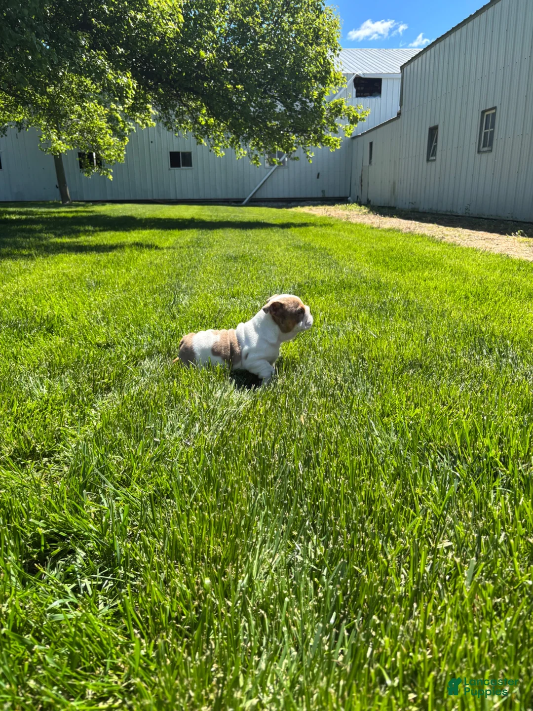 English Bulldog dogs for sale: English Bulldog 1 - Ad 6