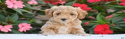 Mini Goldendoodle dogs for sale: Abby - Mini F1BB - Ad 5