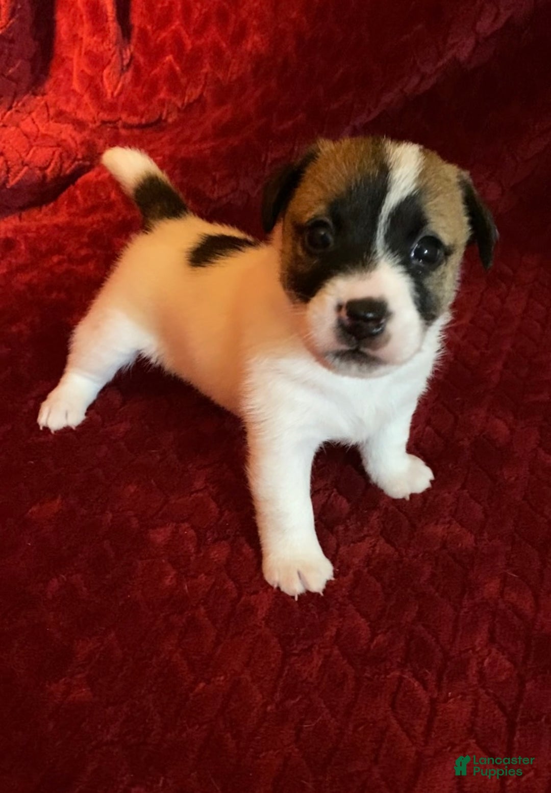 Jack Russell Terrier Puppies for sale in Oklahoma Lancaster Puppies