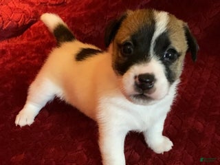 Jack Russell Terrier dogs - Ad 12
