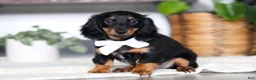 Miniature Dachshund dogs for sale: Buddy - Ad 3