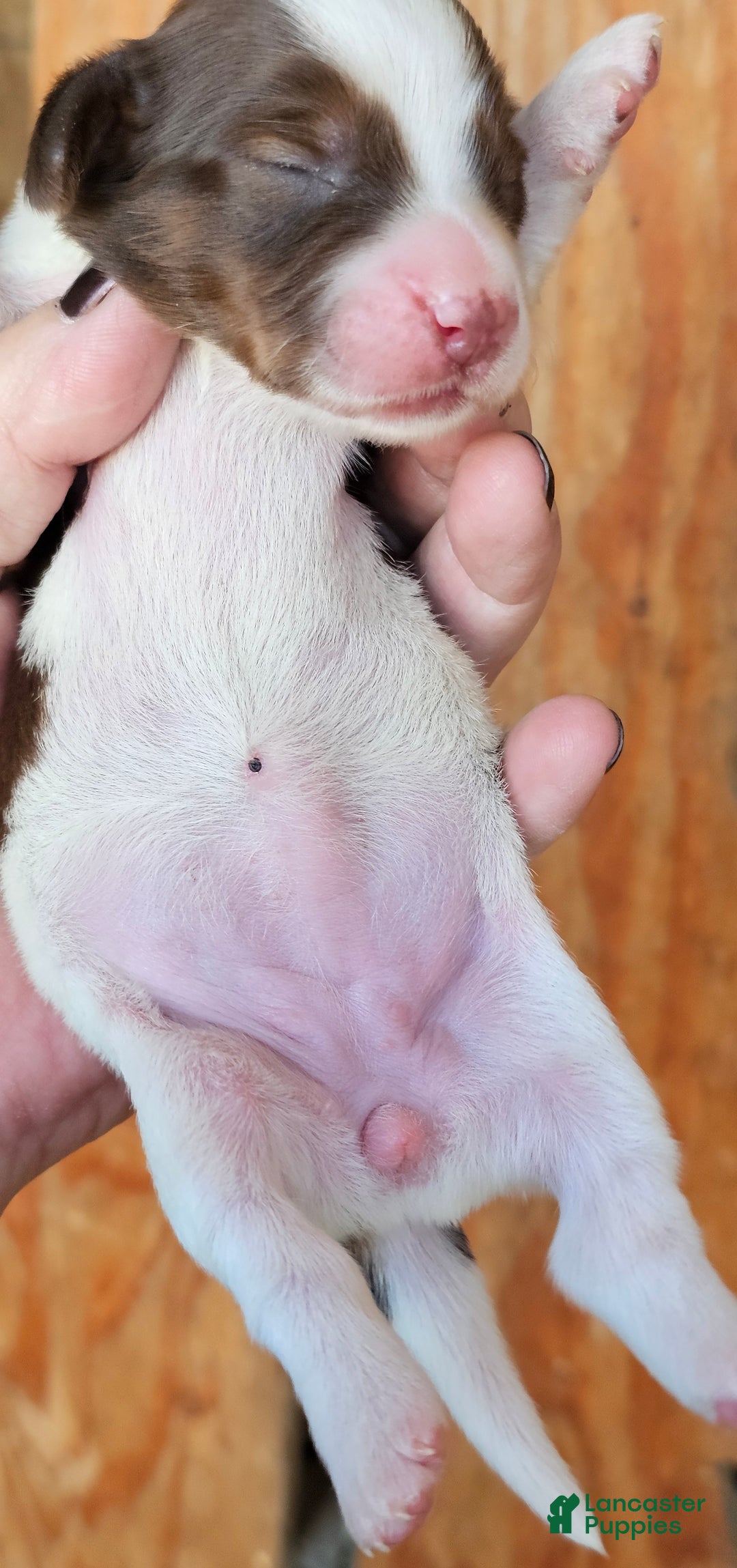 Miniature Dachshund dogs for sale: Sarah Long-haired  - Ad 4