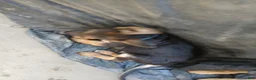 German Shepherd dogs for sale: Chuckles - Ad 2