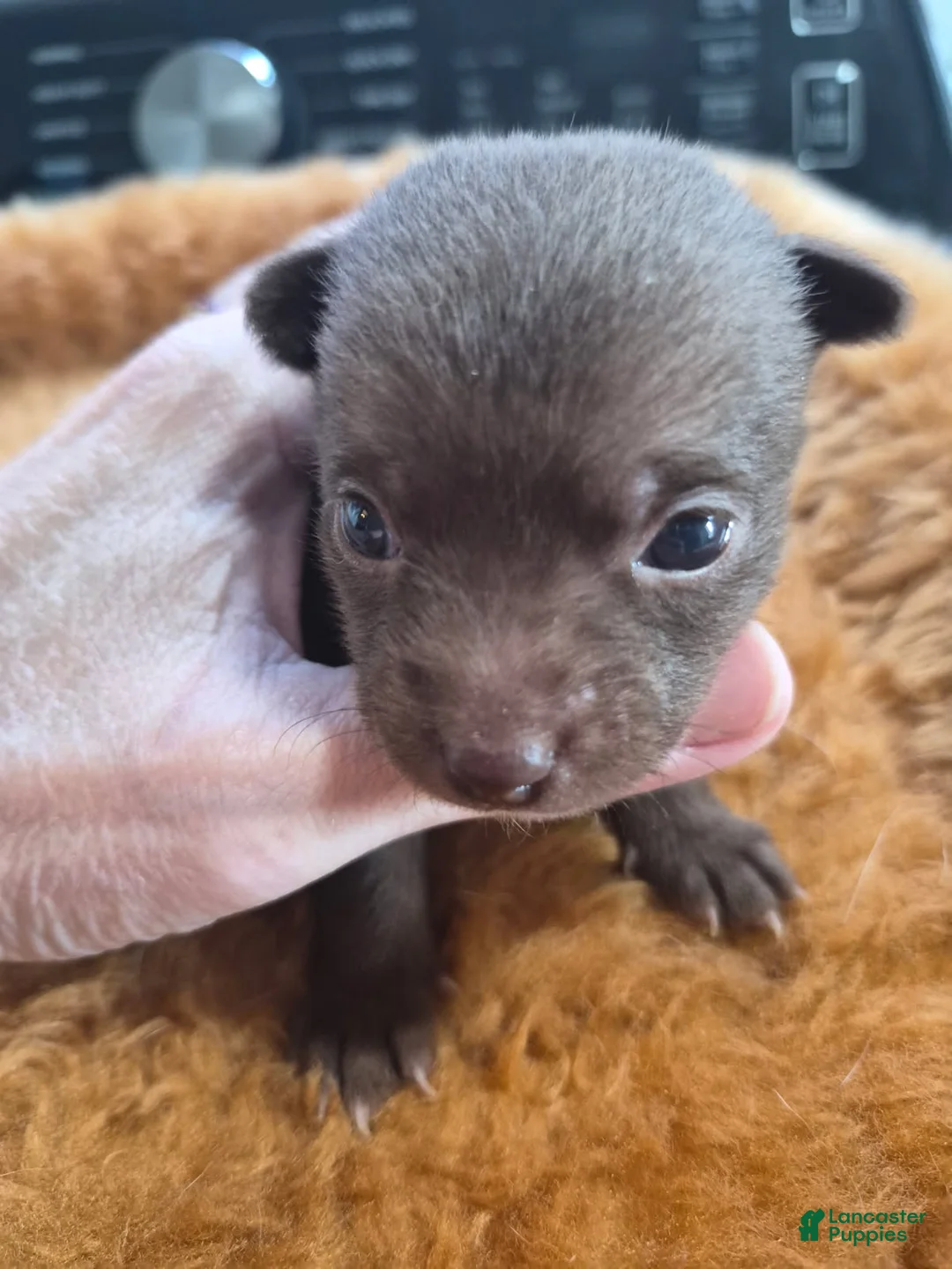 Chihuahua dogs for sale: Chihuahua Puppy 4 - Ad 1