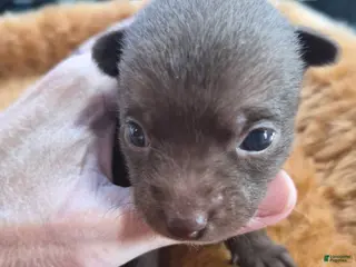 Chihuahua dogs for sale: Chihuahua Puppy 4 - Ad 3