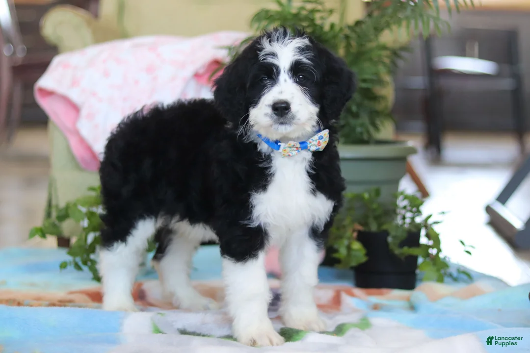 Bernedoodle dogs for sale: Hunter - Ad 3