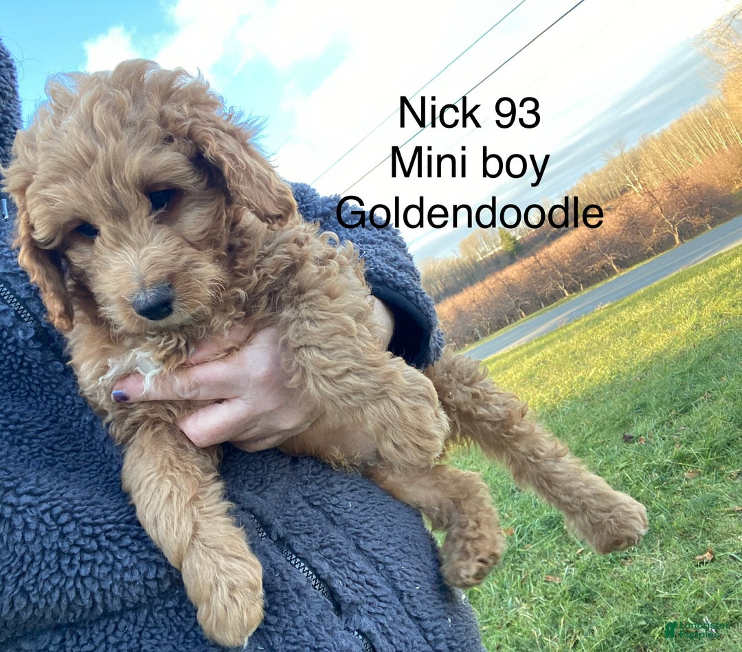 Mini Goldendoodle dogs for sale: Mini Goldendoodle Puppy Nick  - Ad 8