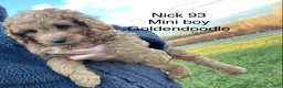 Mini Goldendoodle dogs for sale: Mini Goldendoodle Puppy Nick  - Ad 8