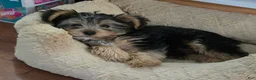 Yorkshire Terrier dogs for sale: T-Rex - Ad 4