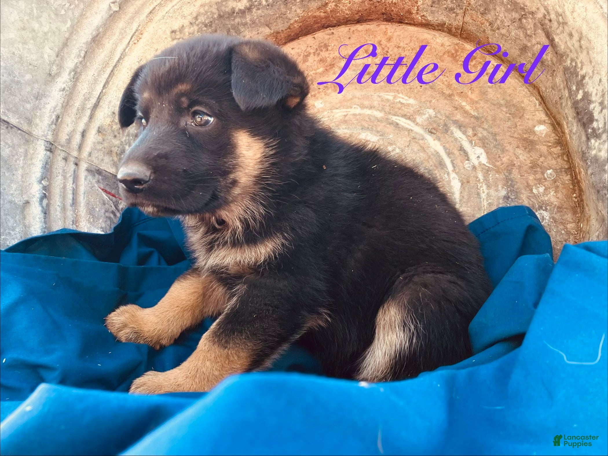 German Shepherd dogs German Shepherd Puppy 1 - Ad 2
