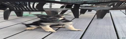 German Shepherd dogs for sale: Riley  - Ad 6