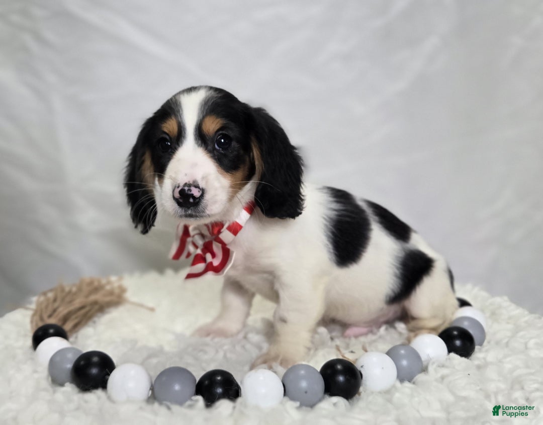 Miniature Dachshund dogs for sale: Tyler - Ad 7
