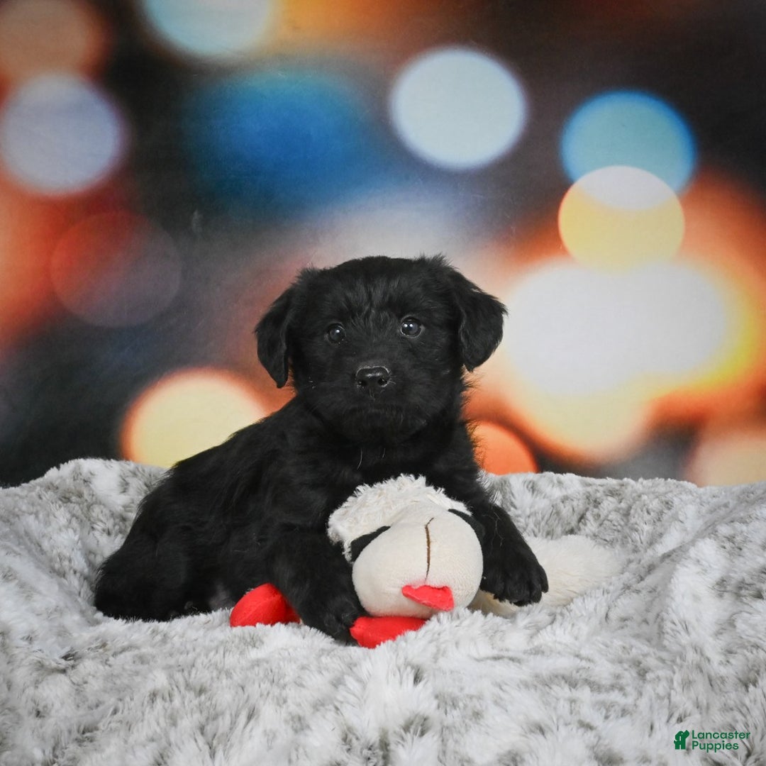 Mixed Breed dogs for sale: Sugar - Ad 7