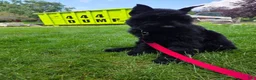 Giant Schnauzer dogs for sale: Giant Schnauzer ruby  - Ad 8